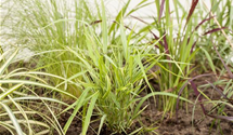 Hakonechloa macra 'Aureola'