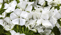 Dianthus barbatus