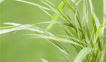 Hakonechloa macra 'Aureola'