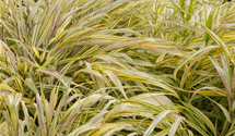 Hakonechloa macra 'Aureola'