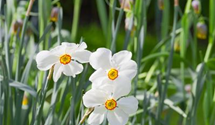 Narcissus, botanisch