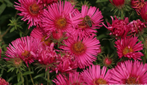 Aster novae-angliae 'Alma Pötschke'