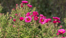 Aster novae-angliae 'Alma Pötschke'