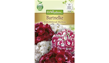 Dianthus barbatus