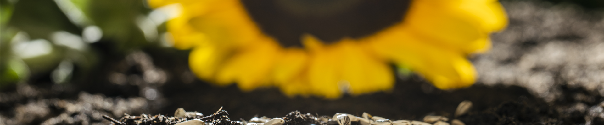 Sonnenblumensamen auf Erde Sonnenblumensamen auf Erde