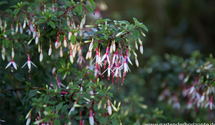 Patagonische Fuchsie