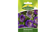 Cobaea scandens
