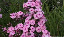 Phlox paniculata 'Landpartie'