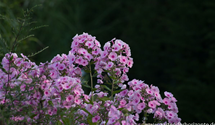 Phlox paniculata 'Landpartie'