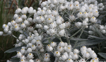 Anaphalis triplinervis