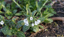Pulmonaria officinalis 'Sissinghurst White'