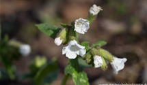Pulmonaria officinalis 'Sissinghurst White'