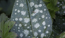 Pulmonaria officinalis 'Sissinghurst White'