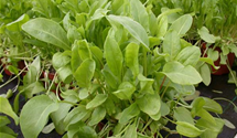 Rumex acetosa