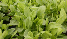 Rumex acetosa
