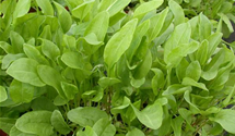 Rumex acetosa