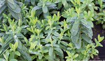 Kelchiges Johanniskraut