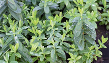 Kelchiges Johanniskraut