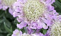 Scabiosa columbaria 'Pink Mist'