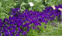 Viola cornuta 'Martin'