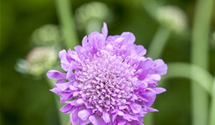 Scabiosa columbaria 'Pink Mist'