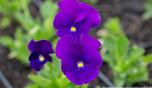 Viola cornuta 'Martin'