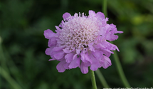 Scabiosa columbaria 'Pink Mist'