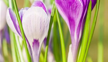 Crocus vernus 'King of the Striped'