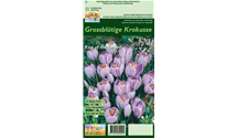 Crocus vernus 'King of the Striped'