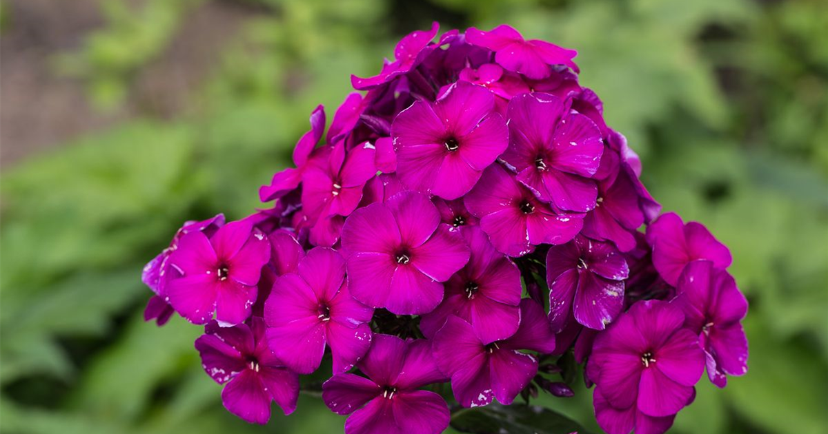 Hohe Garten-Flammenblume 'Dsterlohe'