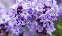Lavendel