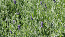 Lavendel
