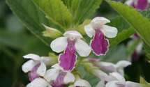 Melittis melissoph.'Royal Velvet Dist.'-R-