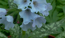 Pulmonaria saccharata 'Opal'