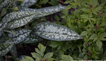 Pulmonaria saccharata 'Opal'
