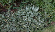 Pulmonaria saccharata 'Opal'