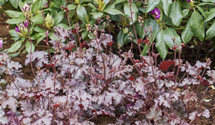 Heuchera micrantha 'Lime Marmalade'