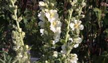 Verbascum x cult.'Spica'