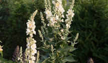 Verbascum x cult.'Spica'