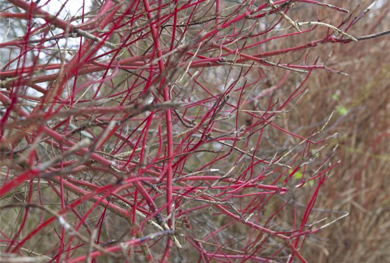 Cornus alba Cornus alba