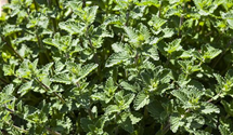 Nepeta x faassenii 'Auslese'