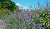 Nepeta x faassenii 'Auslese'