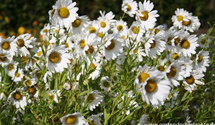 Leucanthemella serotina