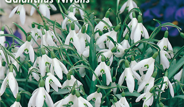 Galanthus nivalis
