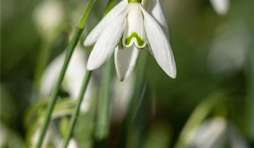 Galanthus nivalis