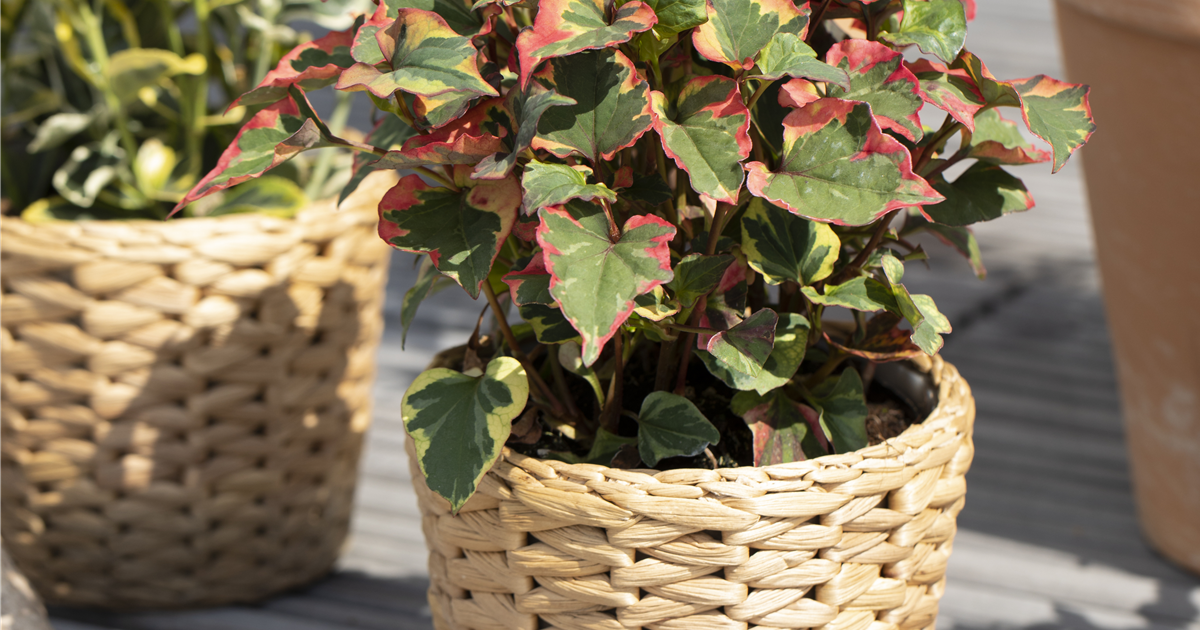 Houttuynia cordata 'Chameleon'