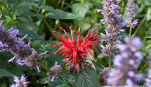 Monarda fistulosa 'Jacob Cline'