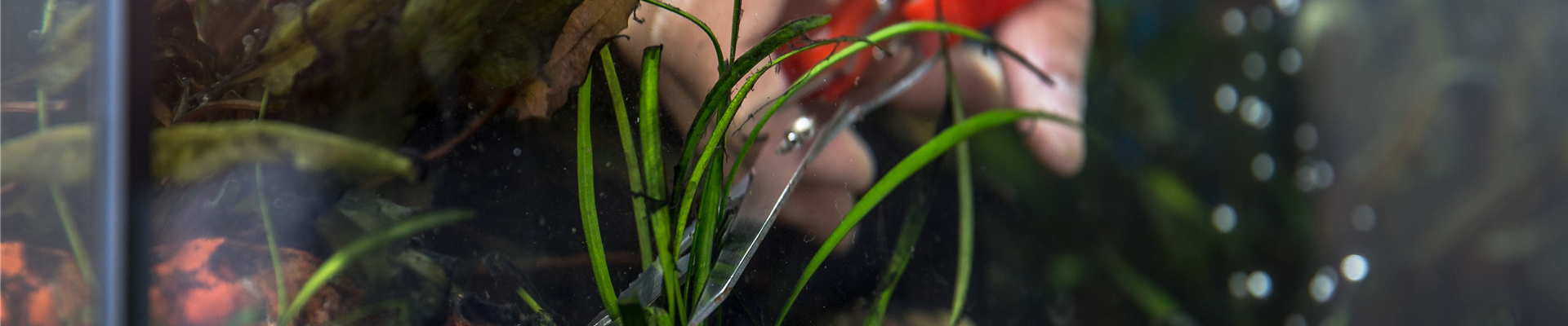 Pflanzenschnitt in Aquarium Pflanzenschnitt in Aquarium