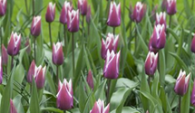 Tulipa 'Claudia'