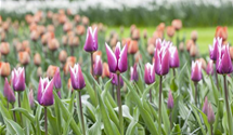 Tulipa 'Claudia'